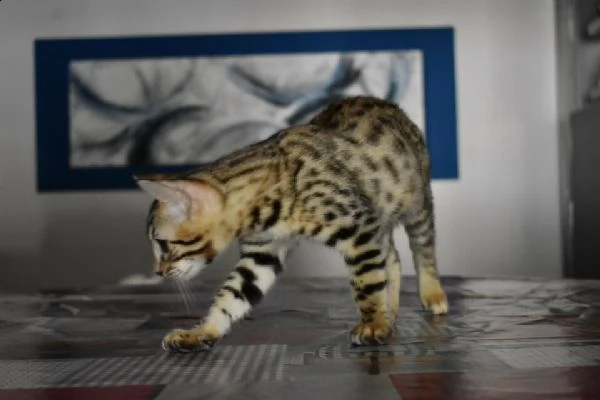disponibili gatti bengala | Foto 0