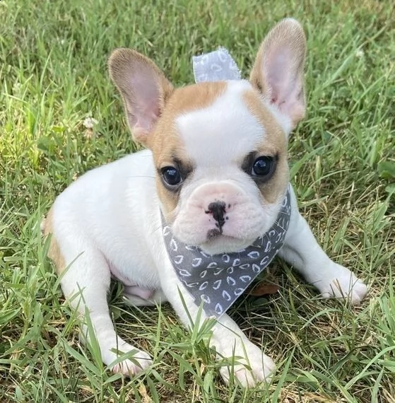 bouledogue francese | Foto 1