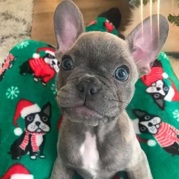 bouledogue francese | Foto 0