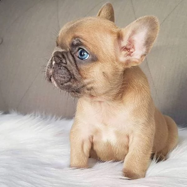 bouledogue francese
