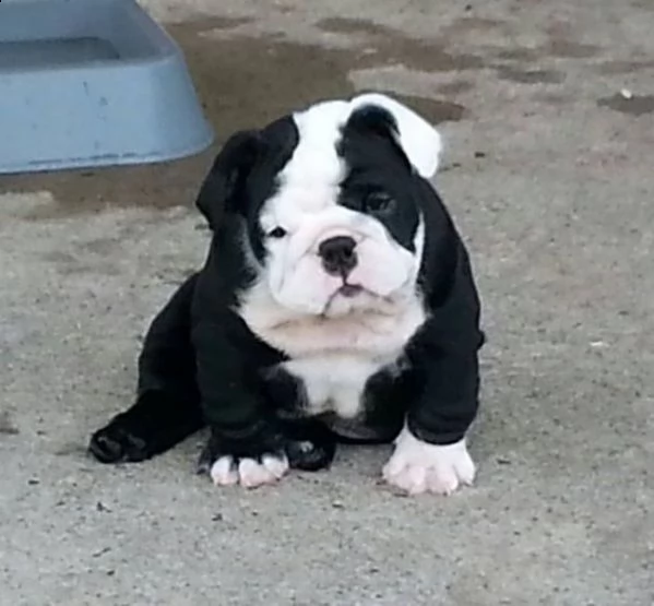 cuccioli di bouledogue francese maschio e femmina