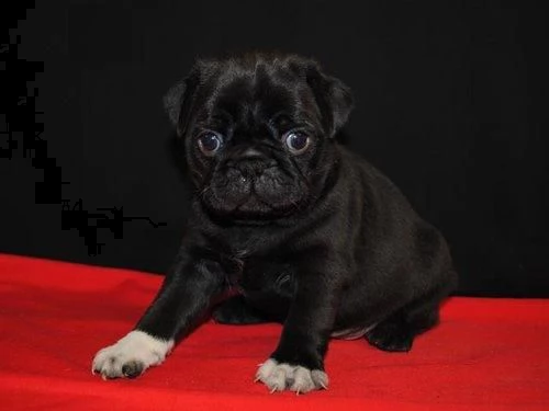 regalo carlinoooo cucciolo 