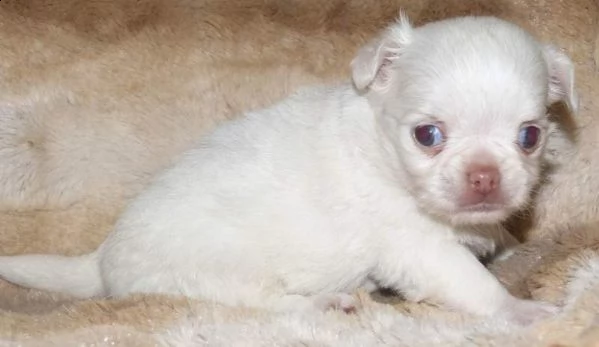 regalo chihuahua taglia molto piccola