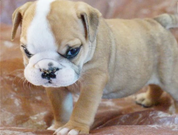 regalo cuccioli di bulldog inglese