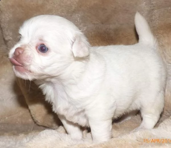 regalo chichuahua cuccioli maschi e femmine 