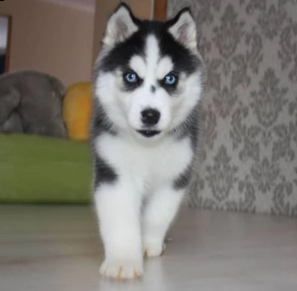 siberian husky as gift