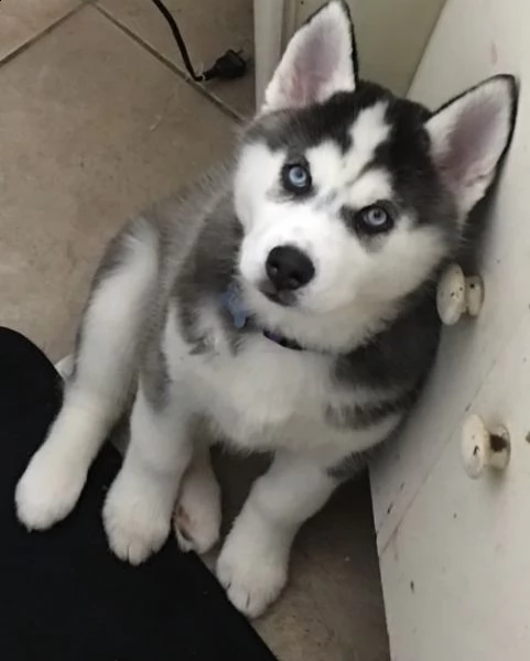 cute husky puppies 