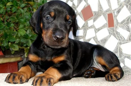 vendita cucciolo dobermann cuccioli 
