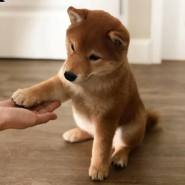 vendita cucciolo cuccioli shiba inu