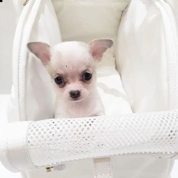 festive gift chihuahua available for little or no price 