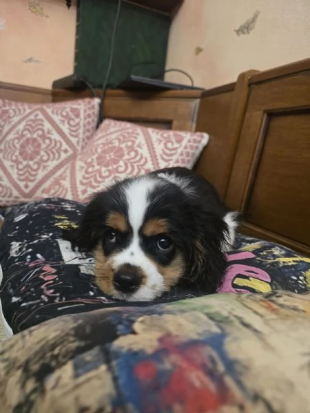 Ultimo cucciolo Cavalier king PEDIGREE CERTIFICAZIONI 