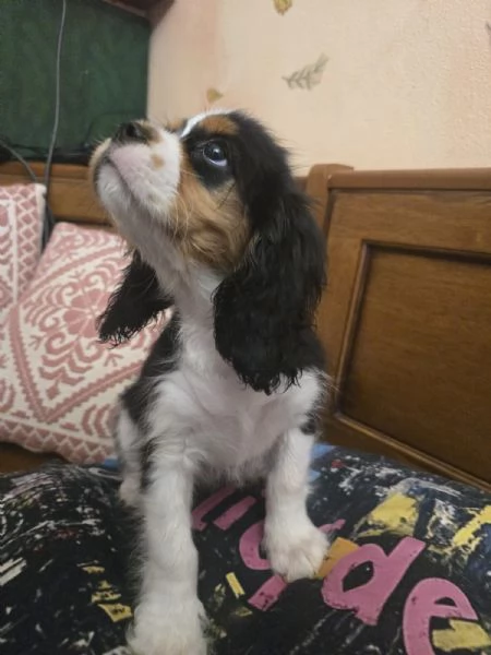 Ultimo cucciolo Cavalier king PEDIGREE CERTIFICAZIONI  | Foto 0