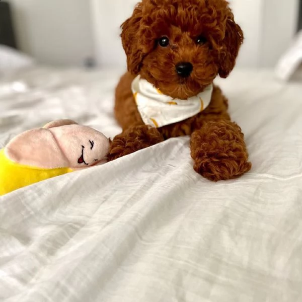  regalo maltipoo | Foto 0