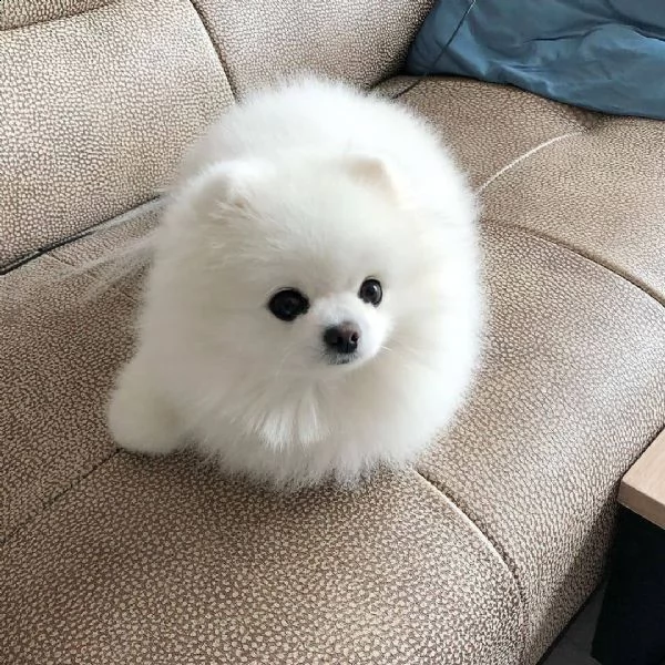 regalo della pomerania da parte di un privato