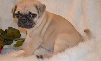 regalo teneri cuccioli di carlino disponibili