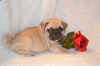 regalo teneri cuccioli di carlino disponibili