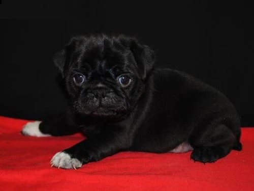 regalo carlinoooo cucciolo 