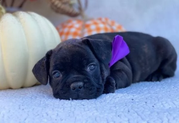 cuccioli di bulldog francesi | Foto 6