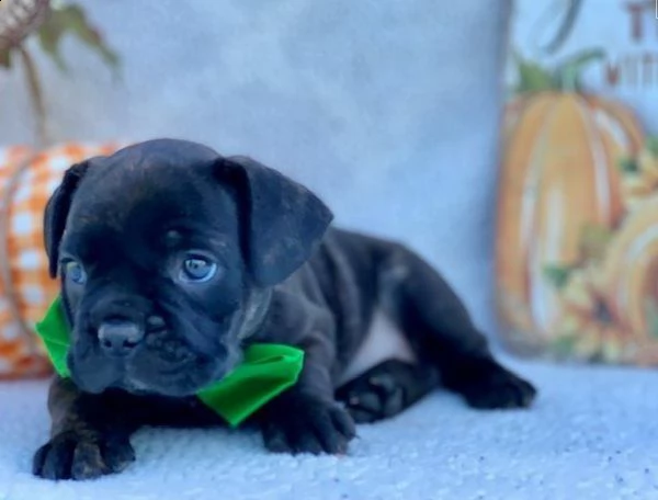 cuccioli di bulldog francesi | Foto 4