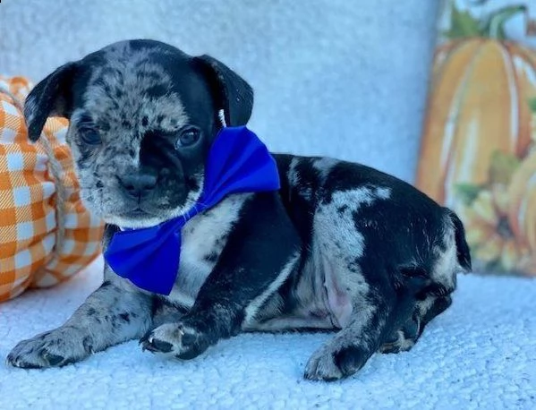cuccioli di bulldog francesi