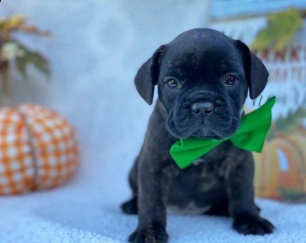 cuccioli di bulldog francesi | Foto 1