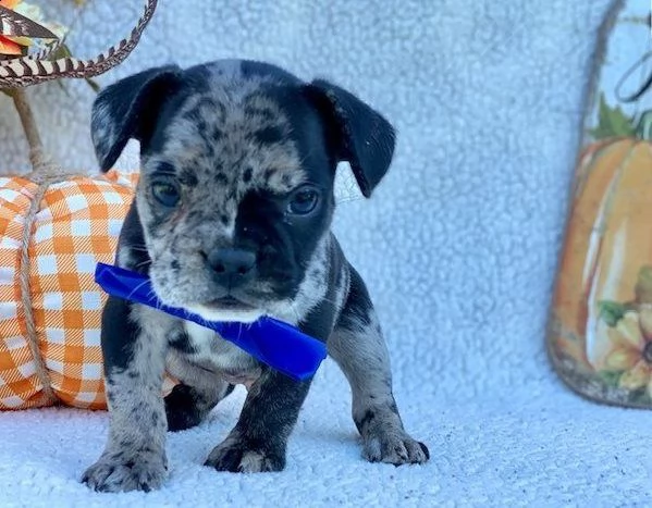 cuccioli di bulldog francesi | Foto 0