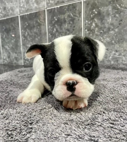 stupendi cuccioli bouledogue francese | Foto 0