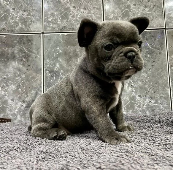 stupendi cuccioli bouledogue francese