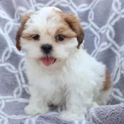 adorabile shih tzu -