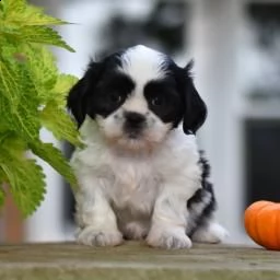 adorabile shih tzu - | Foto 0