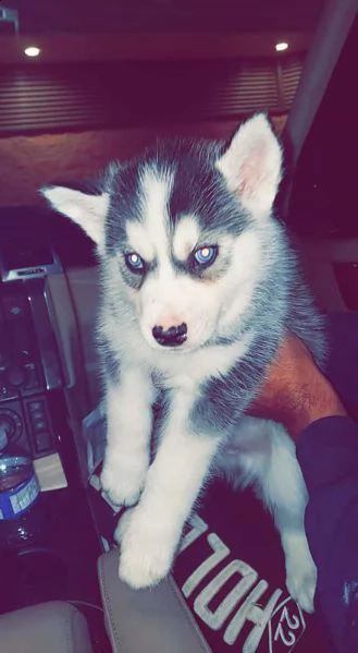 cuccioli di siberian husky. maschio e femmina