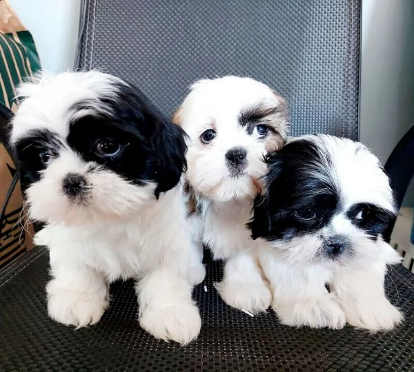 shih tzu cuccioli. 
