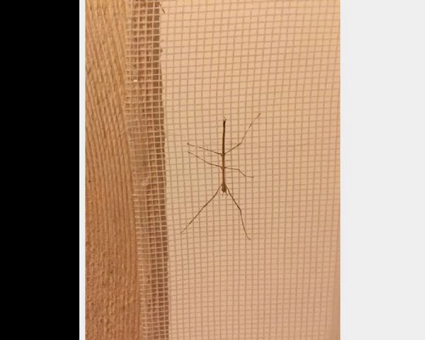 insetti stecco, bacillius rossius