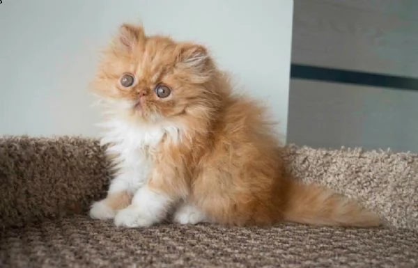 5 cuccioli di exotic shorthair di altissima genealogia | Foto 0