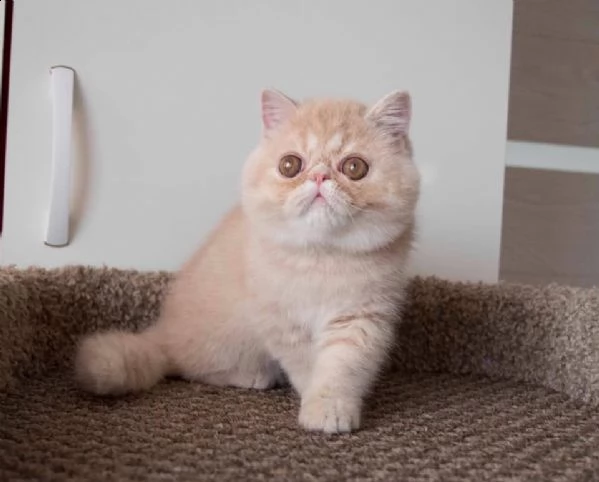 5 cuccioli di exotic shorthair di altissima genealogia
