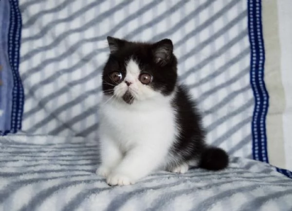 bellissimi cuccioli di exotic shorthair, | Foto 0