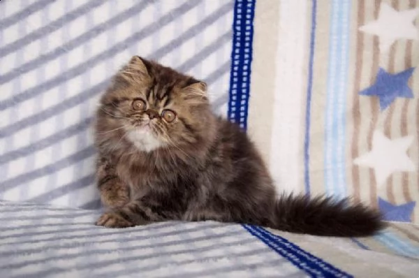 bellissimi cuccioli di exotic shorthair,