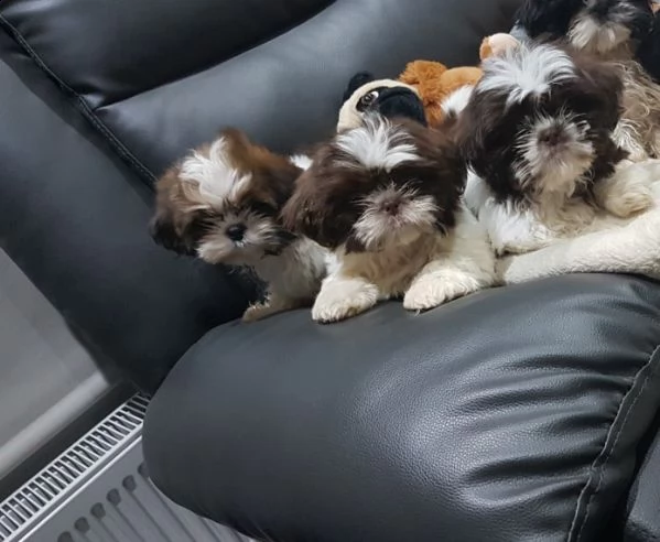 shih tzu cuccioli