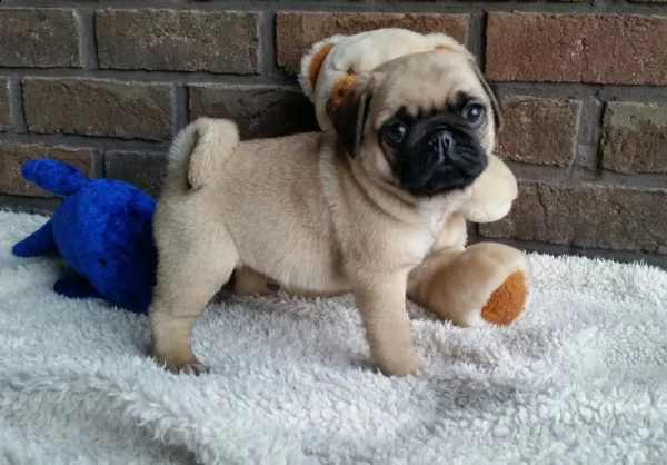 ( vendita cucciolo cuccioli carlino sveglio e bello)