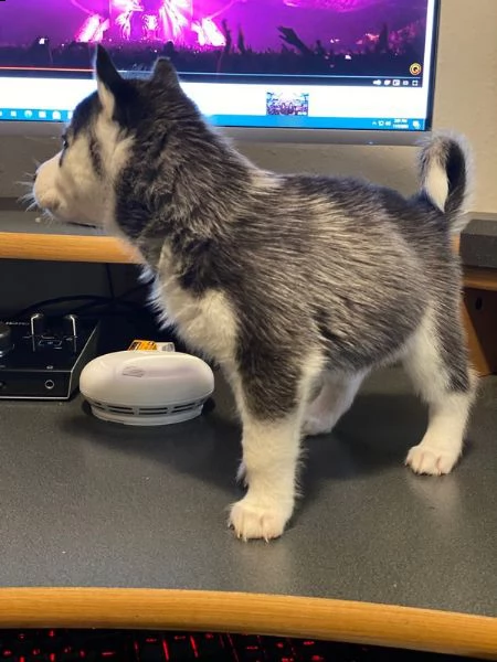 vendita cucciolo di siberian husky