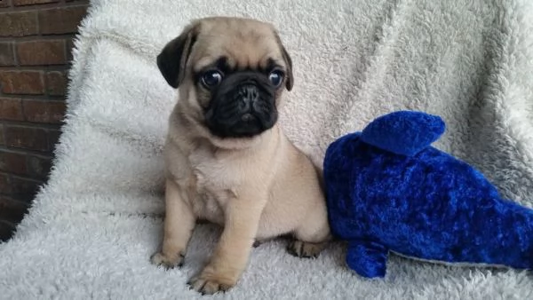 vendita cucciolo cuccioli carlino sveglio e bello | Foto 0