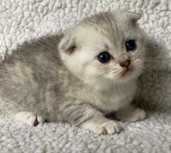 scottish fold kittens