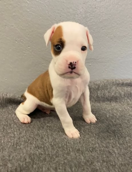 boxer puppies | Foto 0