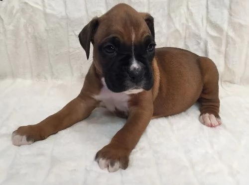 boxer puppies