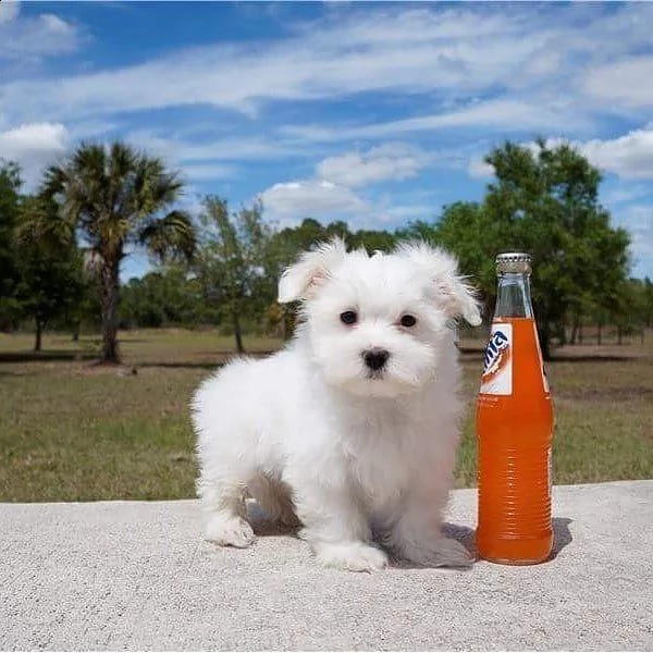 regalo maltese### | Foto 0