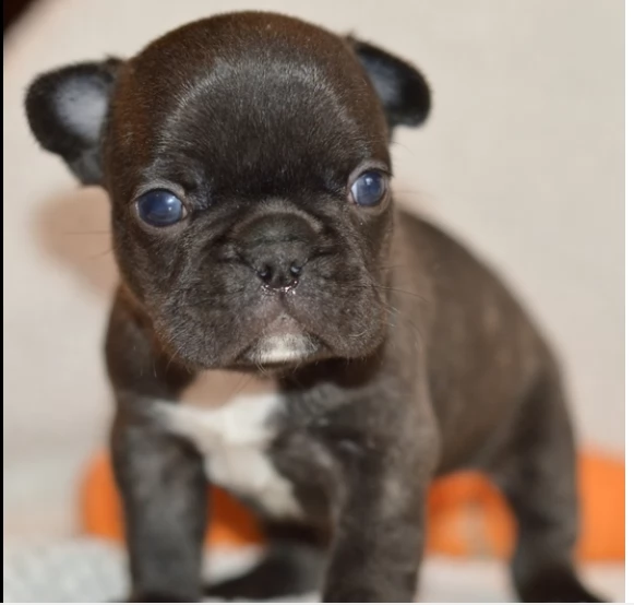 cuccioli di bulldog francese