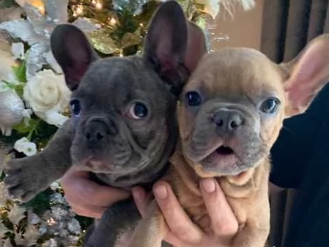 bouledogue francese di 3 mesi | Foto 0