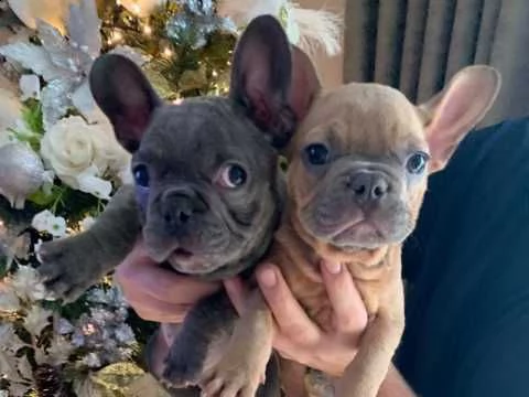 bouledogue francese di 3 mesi