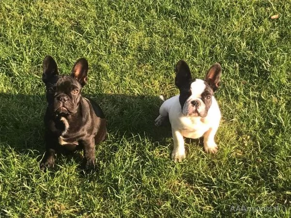 cuccioli di razza bulldog francese
