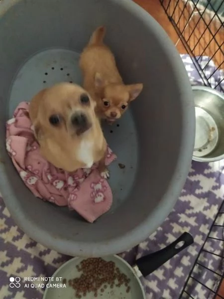 chihuahua cucciolo maschietto 